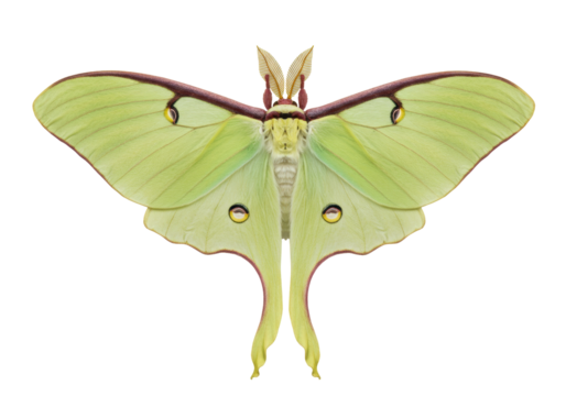 Beautiful Luna moth isolated on transparent background, pale green wings with eyespots and long tails, nocturnal Lepidoptera PNG