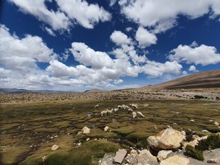 Alpacas in a Peruvian landscape
