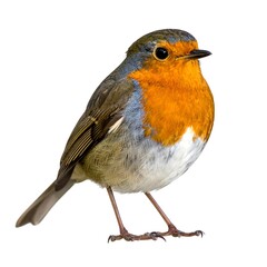 Close-up of a robin