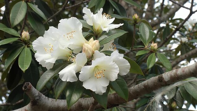 Intimate Botanical Photograph of Cunningham's White' Rhododendron's Pale Blossoms and Lustrous Foliage
