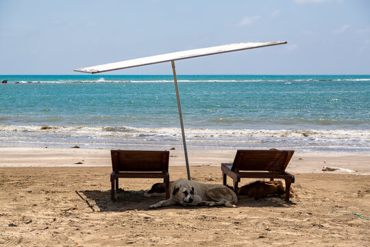 Sea, sun, beach, sun loungers, summer scenery. Dogs resting in the shade. End of summer season, end of vacation. Karataş, Adana, T&uuml;rkiye.