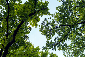natural background bottom view of the trees stretch to the blue sky