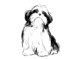 a black and white drawing of a shih tzu dogblack, dog, drawing, illustration, portrait, sit, white 