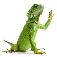 Obraz premium A green iguana standing on a white surface with its right arm raised in a waving gesture pose isolated