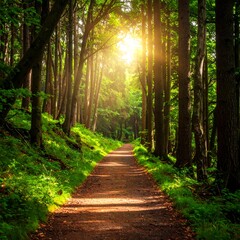 Forest Path Sunlight.