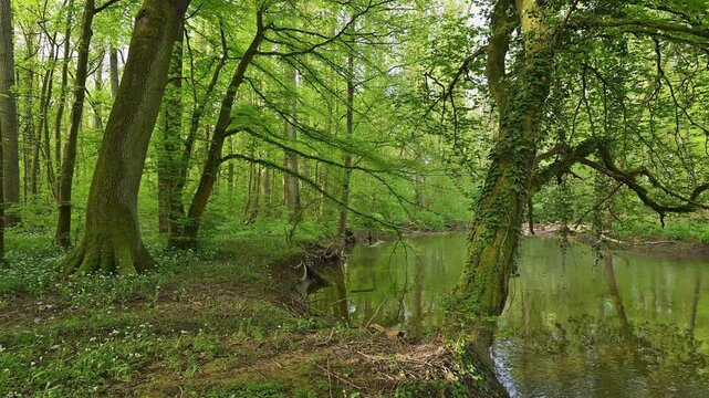 Auwald, T&uuml;mpel, Wasser, Baum, frisch, Fr&uuml;hling, Bulau, Erlensee, Hanau, Hessen, Deutschland, Europe