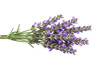 Bunch of lavender flowers isolated on transparent background, aromatic purple blossoms for aromatherapy and relaxation