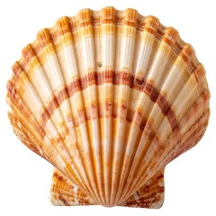 Close-up of a scallop shell.  Natural beauty