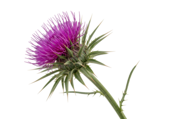 Purple thistle flower isolated on transparent background, prickly plant with spiky leaves and vibrant bloom for nature designs