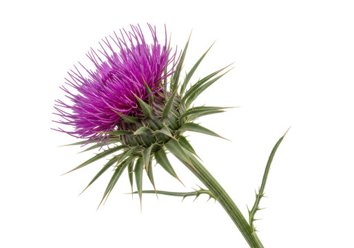 Purple thistle flower isolated on transparent background, prickly plant with spiky leaves and vibrant bloom for nature designs