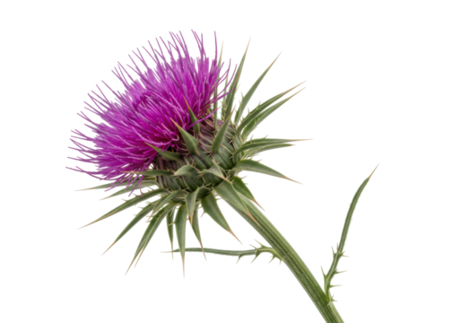 Purple thistle flower isolated on transparent background, prickly plant with spiky leaves and vibrant bloom for nature designs - Powered by Adobe