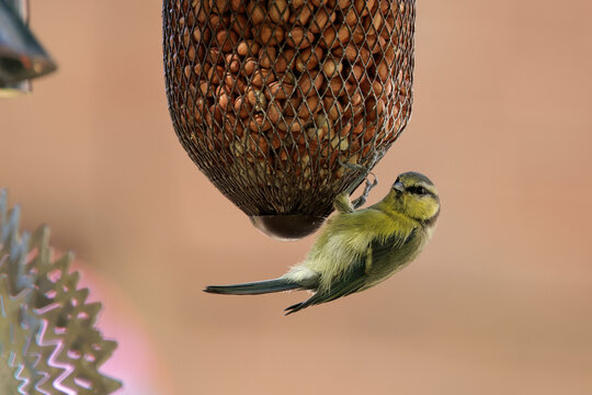 A Eurasian Juvenile Blue Tit hanging upside down from a bird feeder eating peanuts