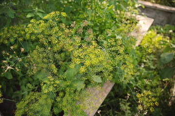 Fresh dill growing in a backyard garden in Ontario, Canada.