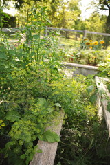 Fresh dill growing in a backyard garden in Ontario, Canada.