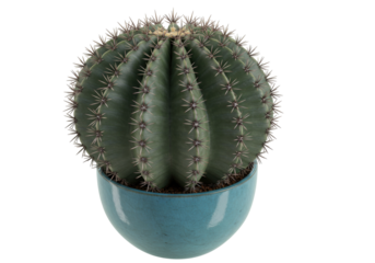 Blue barrel cactus in a blue pot isolated, Echinocactus grusonii plant in a container for home decor and desert garden