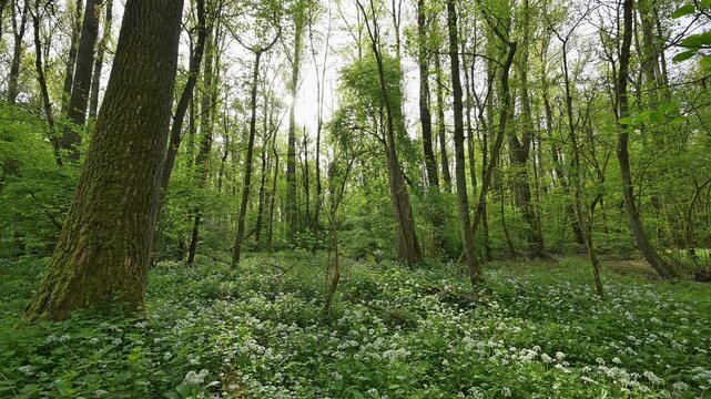 Bl&uuml;hender, B&auml;rlauch, Wald, frisch, Fr&uuml;hling, Bulau, Erlensee, Hanau, Hessen, Deutschland, Europe
