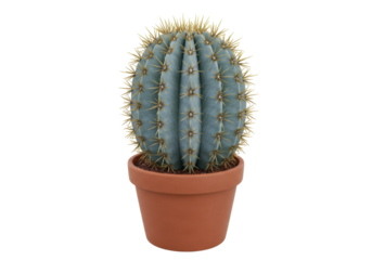 Blue barrel cactus in terracotta pot isolated, golden spines on transparent background PNG, desert plant for home decor and gardening