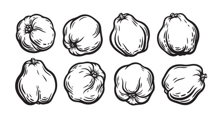 Quince Fruits Line Art Organic Food Vector Design