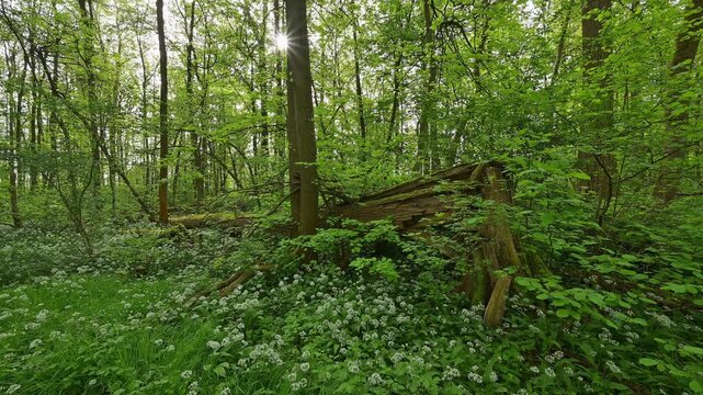 Bl&uuml;hender, B&auml;rlauch, Wald, frisch, Fr&uuml;hling, Bulau, Erlensee, Hanau, Hessen, Deutschland, Europe