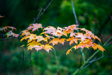Autumn maple leaves on a branch with vibrant yellow and orange colors against a blurred green forest background, seasonal fall foliage nature scene
