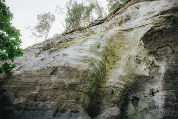Low-angle view of a vibrant green fern sprouting from a moss-covered rock cliff, surrounded by trees and open sky above.