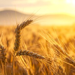 Golden Wheat Field at Sunrise.