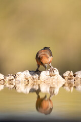 Common crossbill (Loxia curvirostra) photographed in Spain