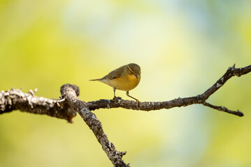 Common chiffchaff (Phylloscopus collybita) photographed in Spain