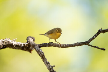 Common chiffchaff (Phylloscopus collybita) photographed in Spain