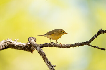 Common Chiffchaff (Phylloscopus collybita) photographed in Spain
