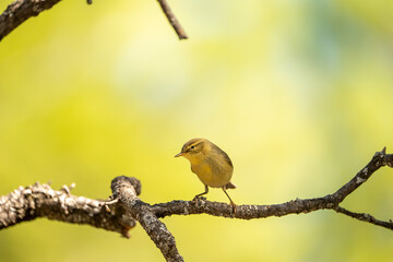 Common Chiffchaff (Phylloscopus collybita) photographed in Spain