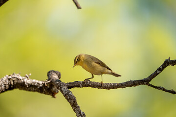 Common chiffchaff (Phylloscopus collybita) photographed in Spain