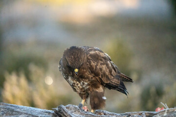 Common Buzzard (Buteo buteo) photographed in Spain