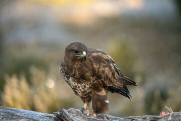 Common Buzzard (Buteo buteo) photographed in Spain