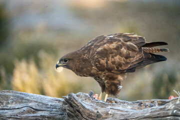 Common Buzzard (Buteo buteo) photographed in Spain