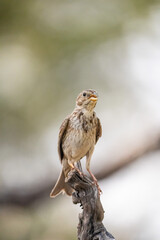 Corn Bunting (Emberiza calandra) photographed in Spain