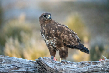 Common Buzzard (Buteo buteo) photographed in Spain