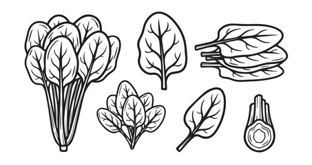 Spinach Vegetable Line Art Vector Illustration