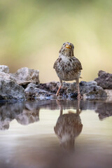 Corn Bunting (Emberiza calandra) photographed in Spain