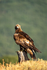 Golden eagle (Aquila chrysaetos) photographed in Spain
