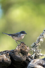 Western Dartford Warbler (Curruca hortensis) photographed in Spain