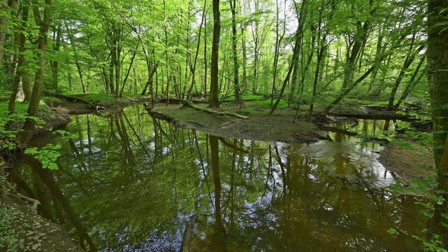 Auwald, T&uuml;mpel, Wasser, Baum, frisch, Fr&uuml;hling, Bulau, Erlensee, Hanau, Hessen, Deutschland, Europe