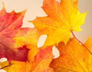 Fototapeta premium Autumn leaves, vibrant colors, fall foliage