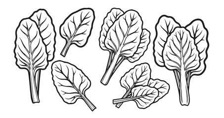 Swiss Chard Vegetable Line Art Botanical Sketch Vector