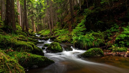Obraz premium Lush forest stream flowing