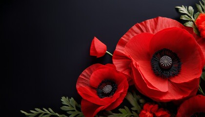Stunning Red Poppies On Black Background Remembrance Day With Memorial Peace And Floral