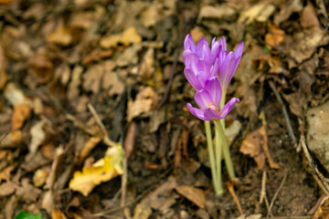 Close-up of purple autumn crocus flower blooming among dry leaves.