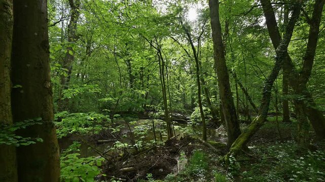 Auwald, T&uuml;mpel, Wasser, Baum, frisch, Fr&uuml;hling, Bulau, Erlensee, Hanau, Hessen, Deutschland, Europe