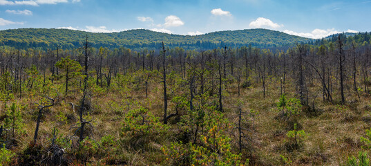 The trees in the volcanic Mohos Peat Bog are threatened by drying. The destruction of the pine trees is caused by attacks from various beetles. Mohos Peat Bog, Harghita County, Romania.