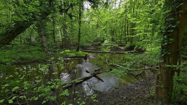 Auwald, T&uuml;mpel, Wasser, Baum, frisch, Fr&uuml;hling, Bulau, Erlensee, Hanau, Hessen, Deutschland, Europe